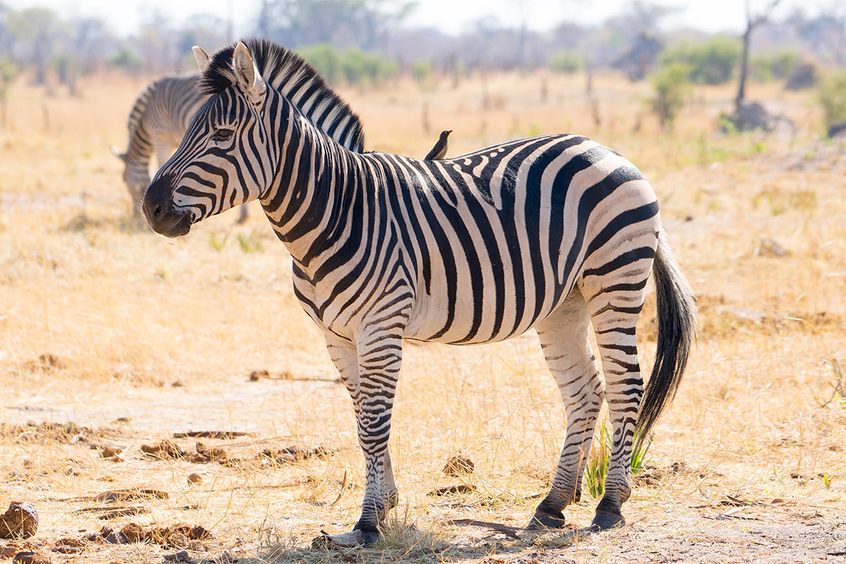 Hwange Zebras