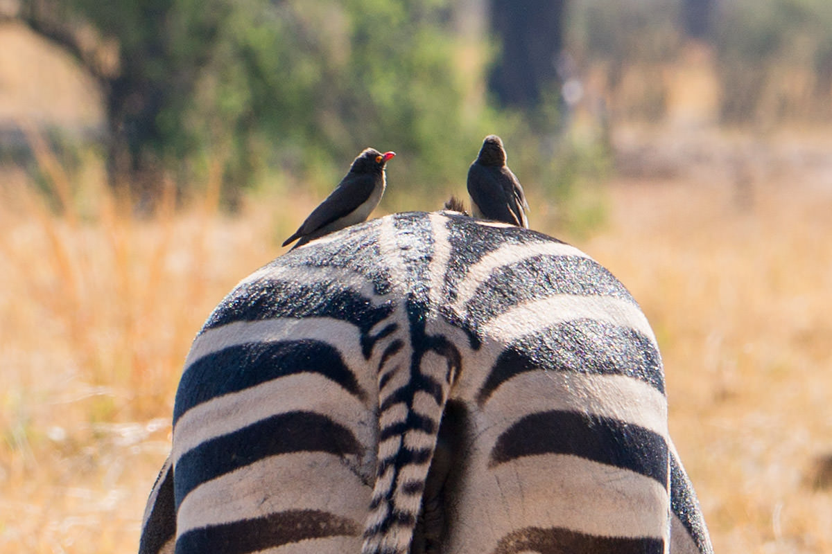 Hwange Zebras