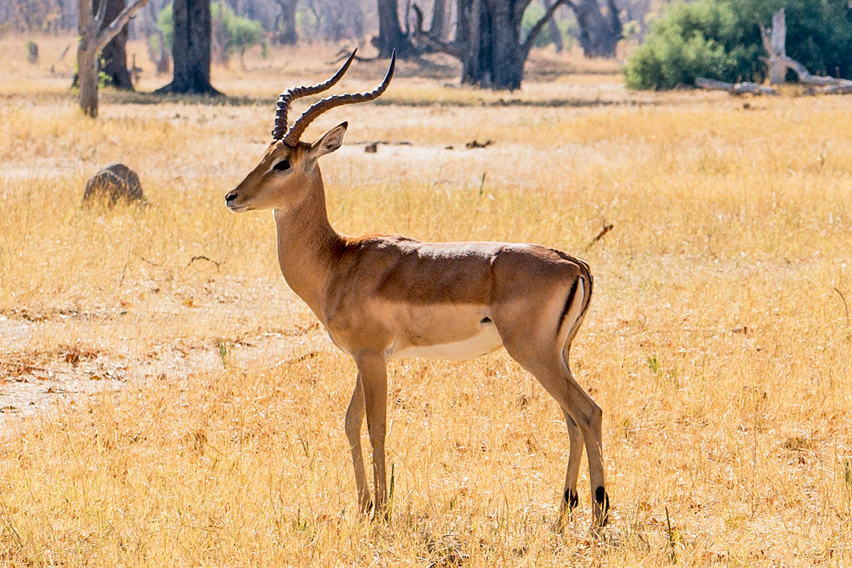 Hwange Antelope