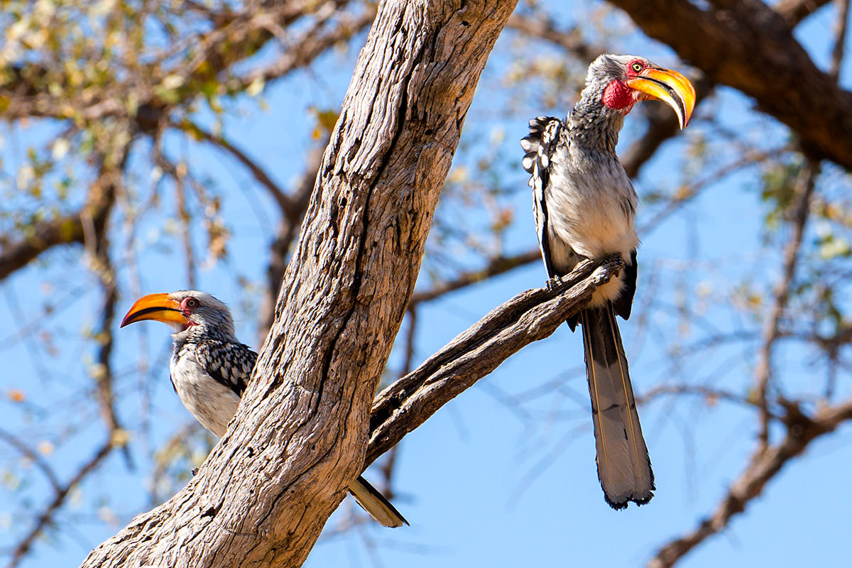 Hwange Birds