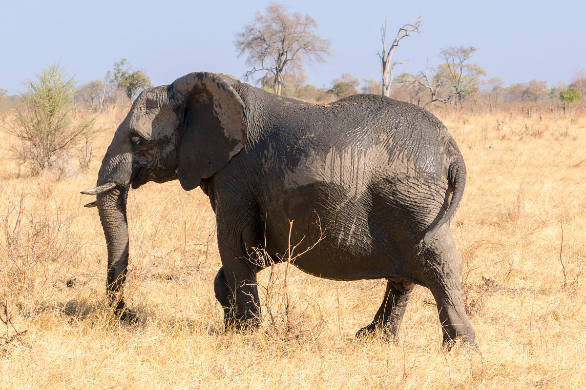 Hwange Pregnant Elephant