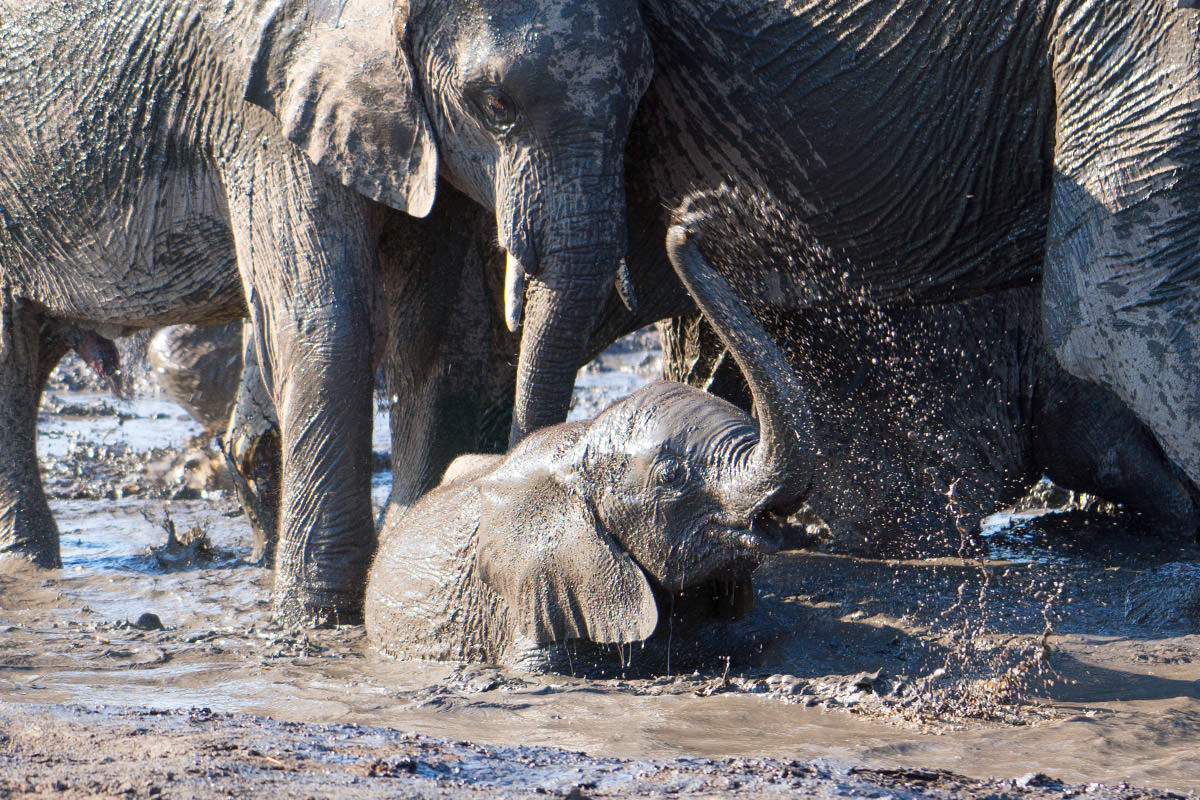 Hwange Baby Elephant