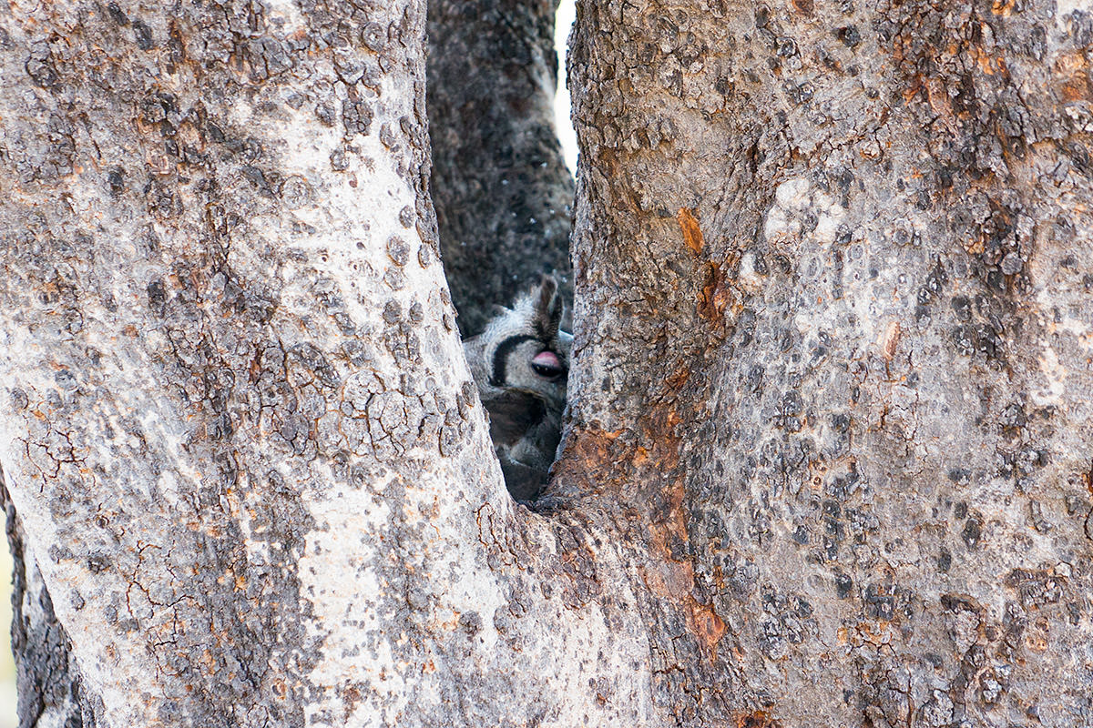 Hwange Sleepy Owl