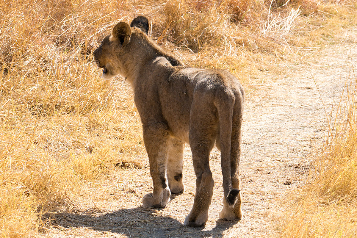 Hwange Lion Cub