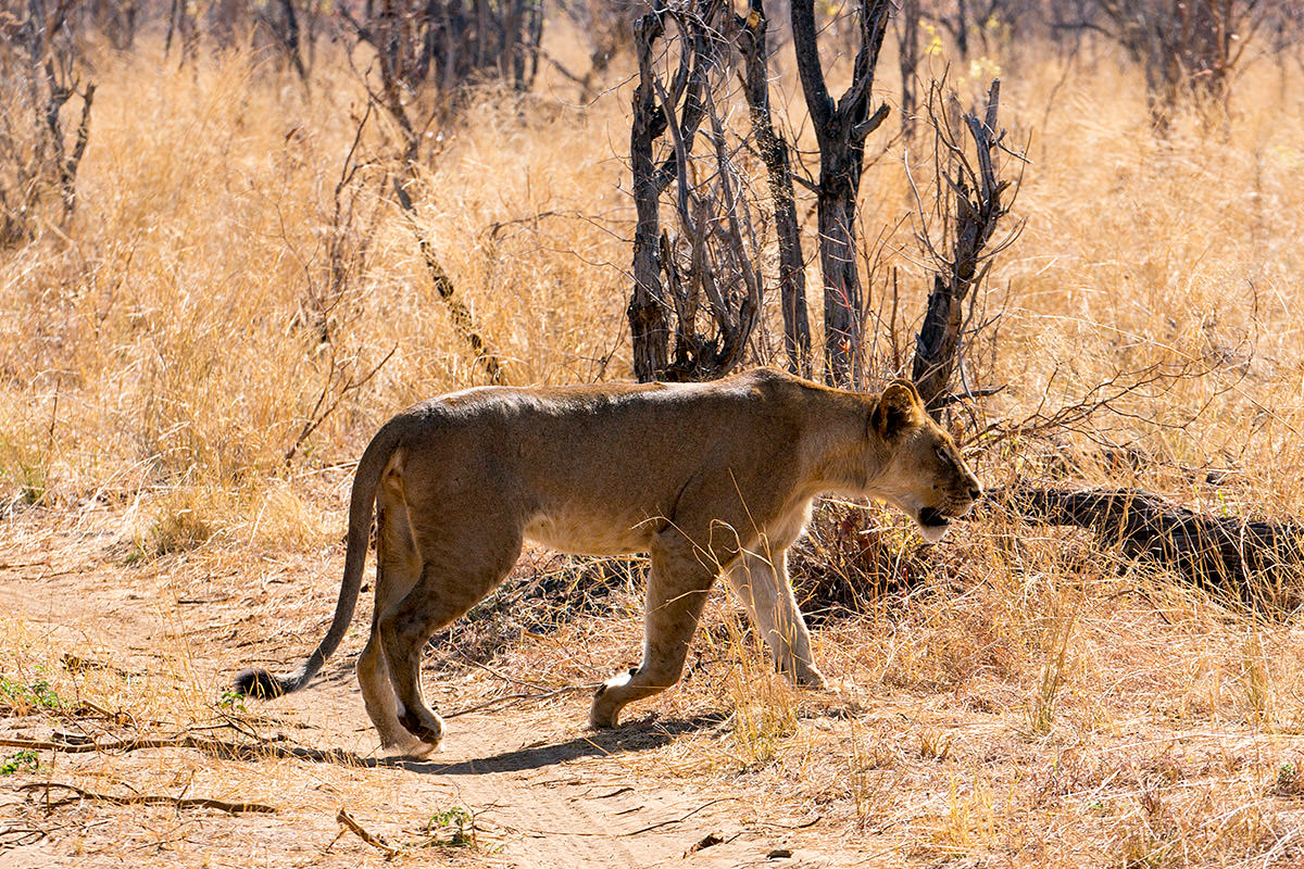 Hwange Lionness