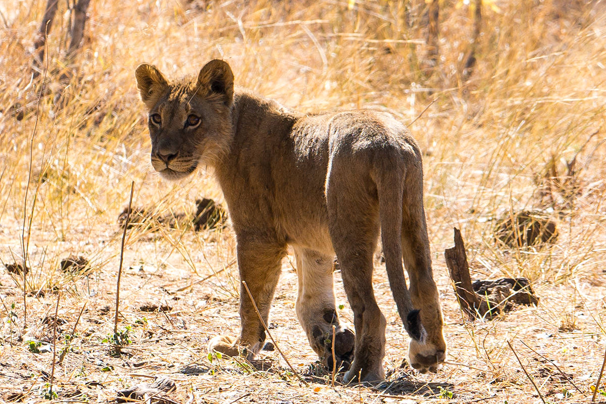 Hwange Lion Cub Goodbye