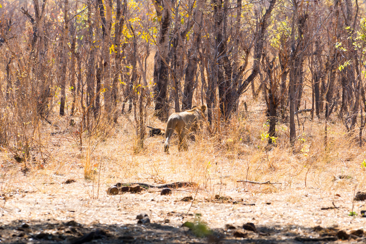 Hwange Lion Cub Goodbye