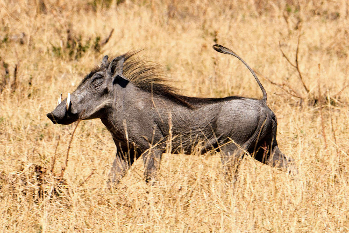 Hwange Warthog