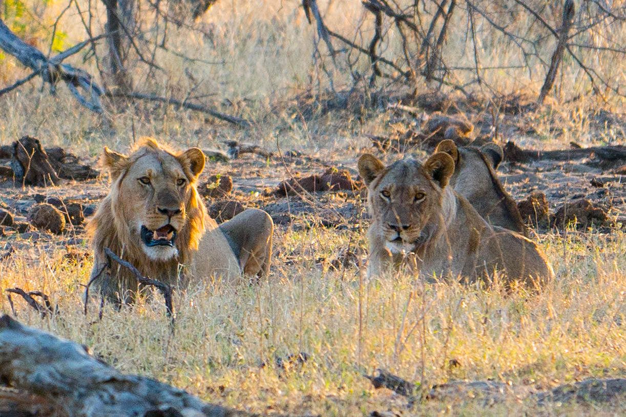 Hwange Lions