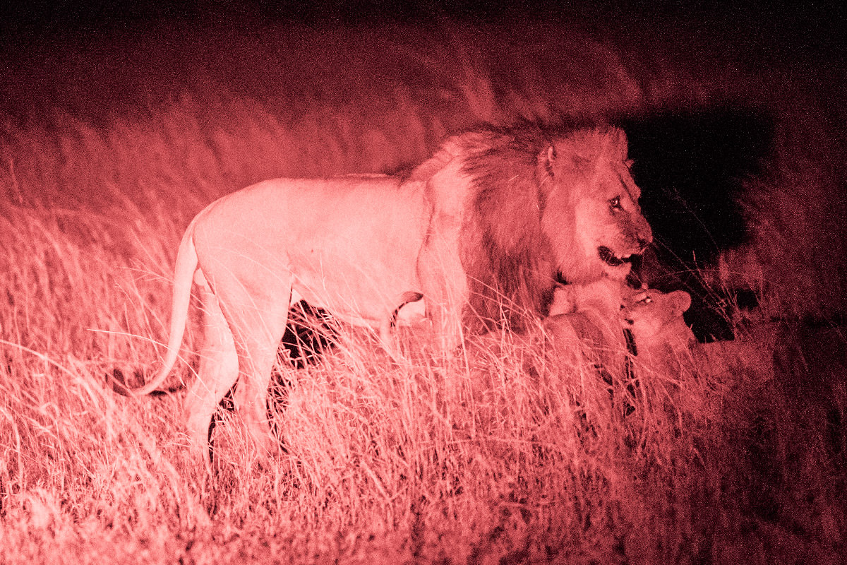 Hwange Lions at Night
