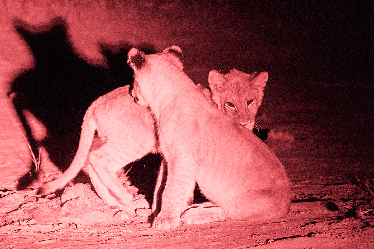 Hwange Lions at Night