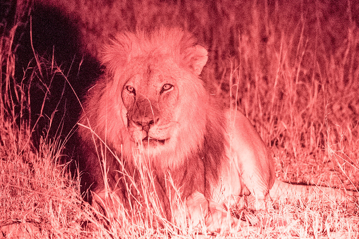 Hwange Lions at Night