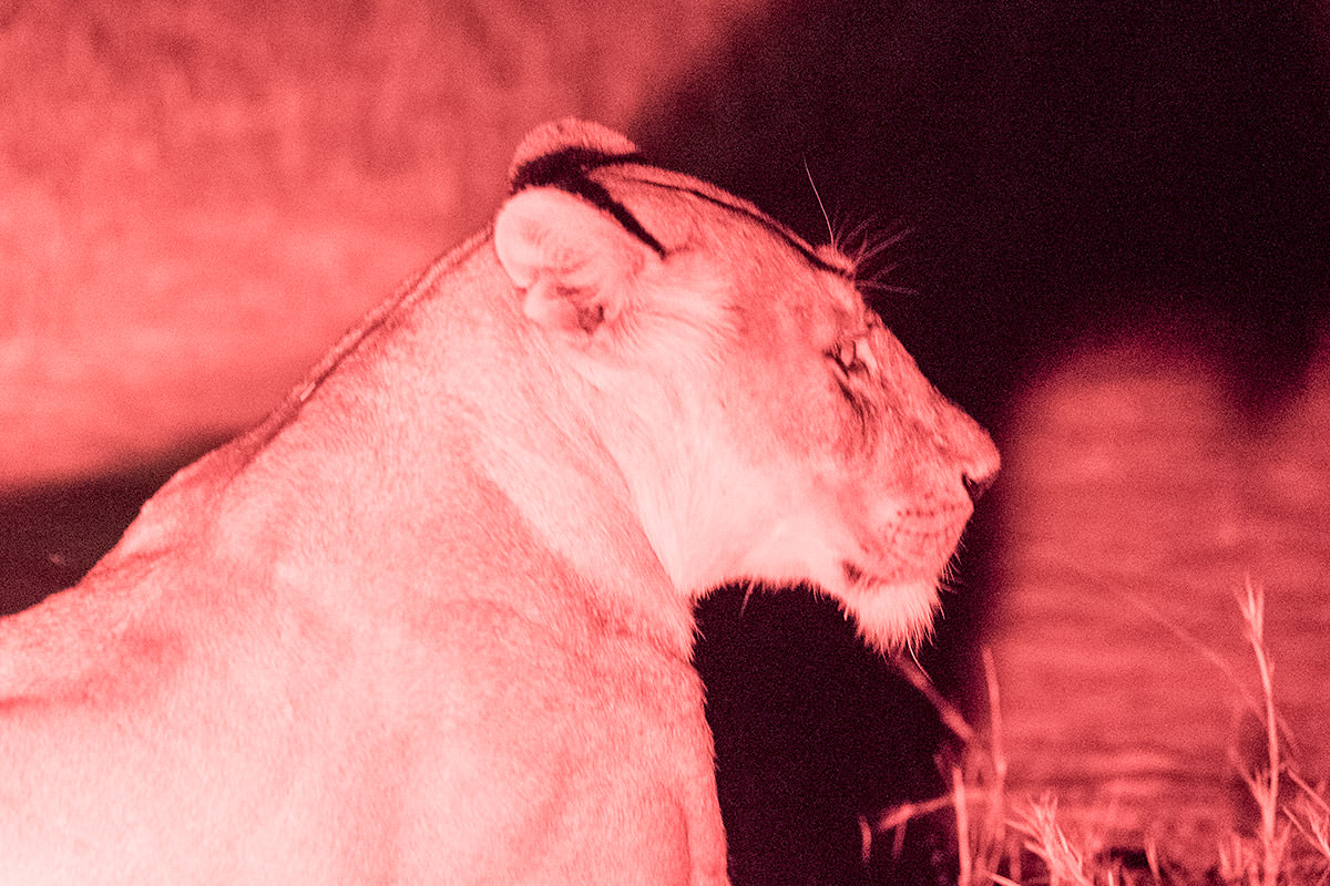 Hwange Lions at Night