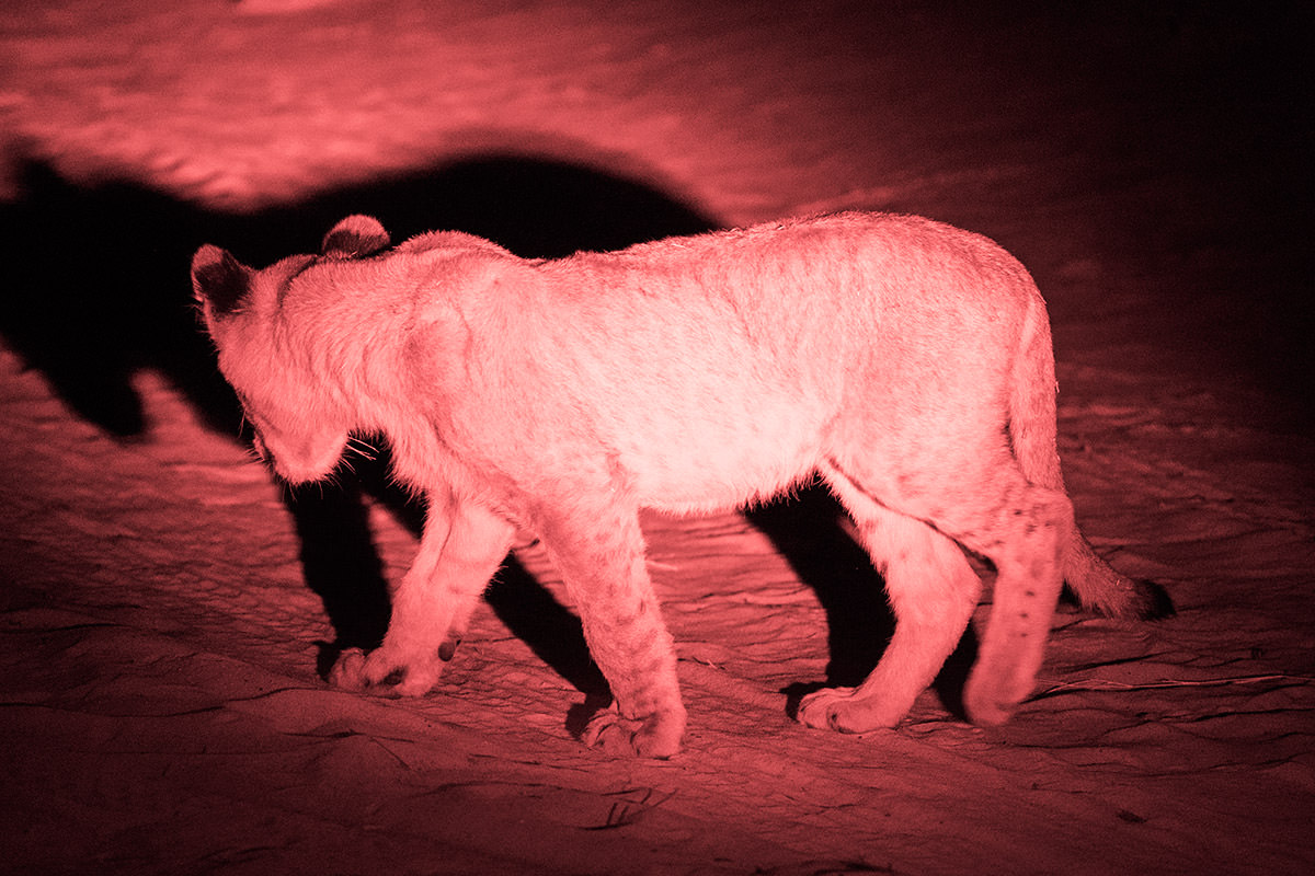 Hwange Lions at Night