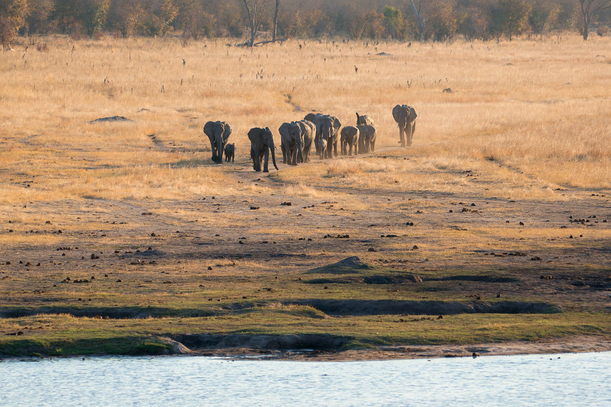 Hwange Elephant Watering Hole