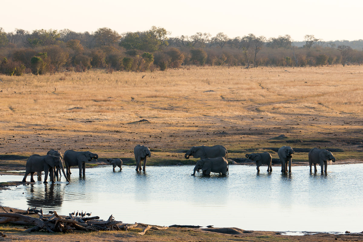 Hwange Elephant Watering Hole