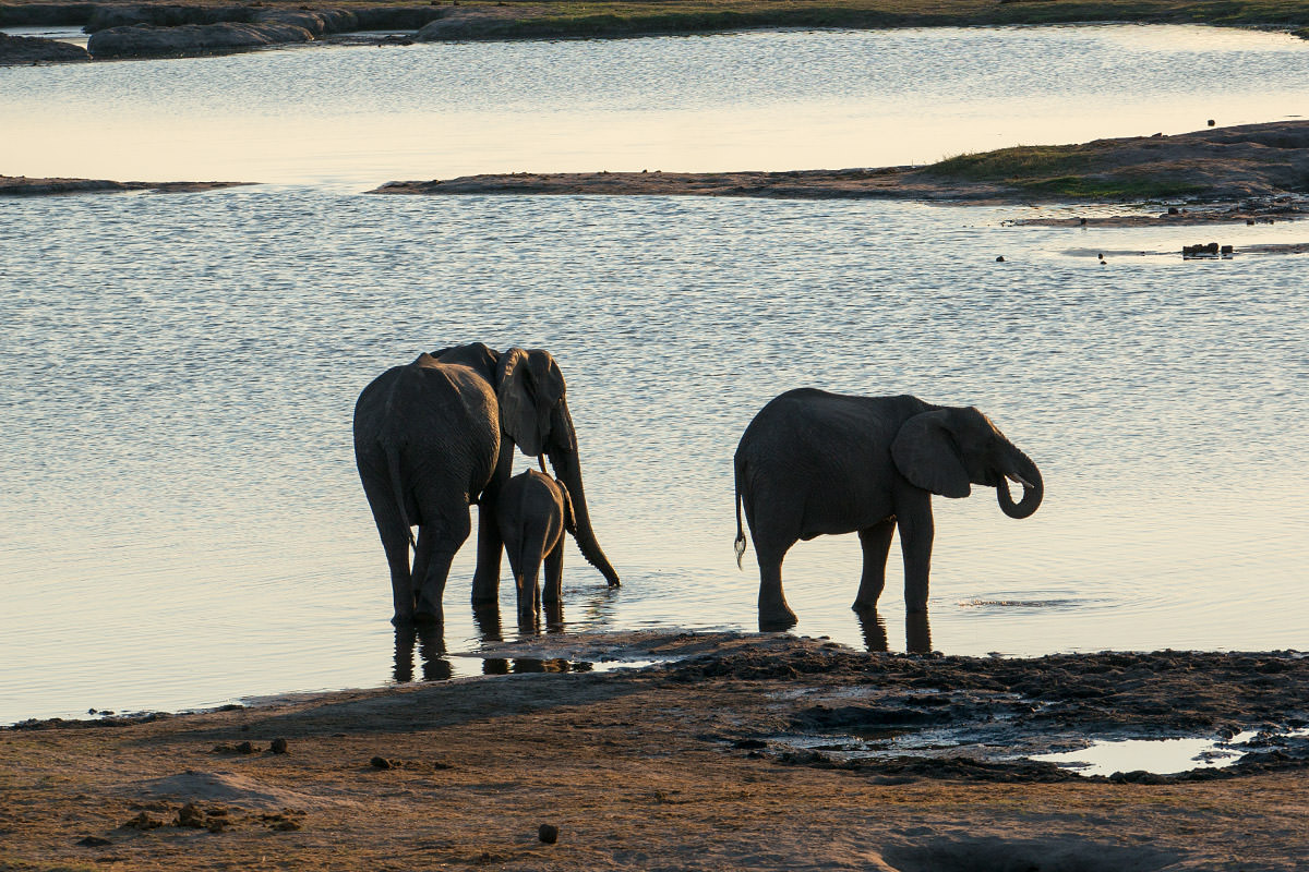 Hwange Elephant Watering Hole