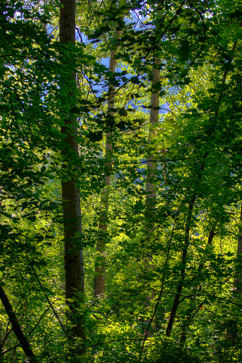 Sony FE 70-200 Lens Test: Forest Light