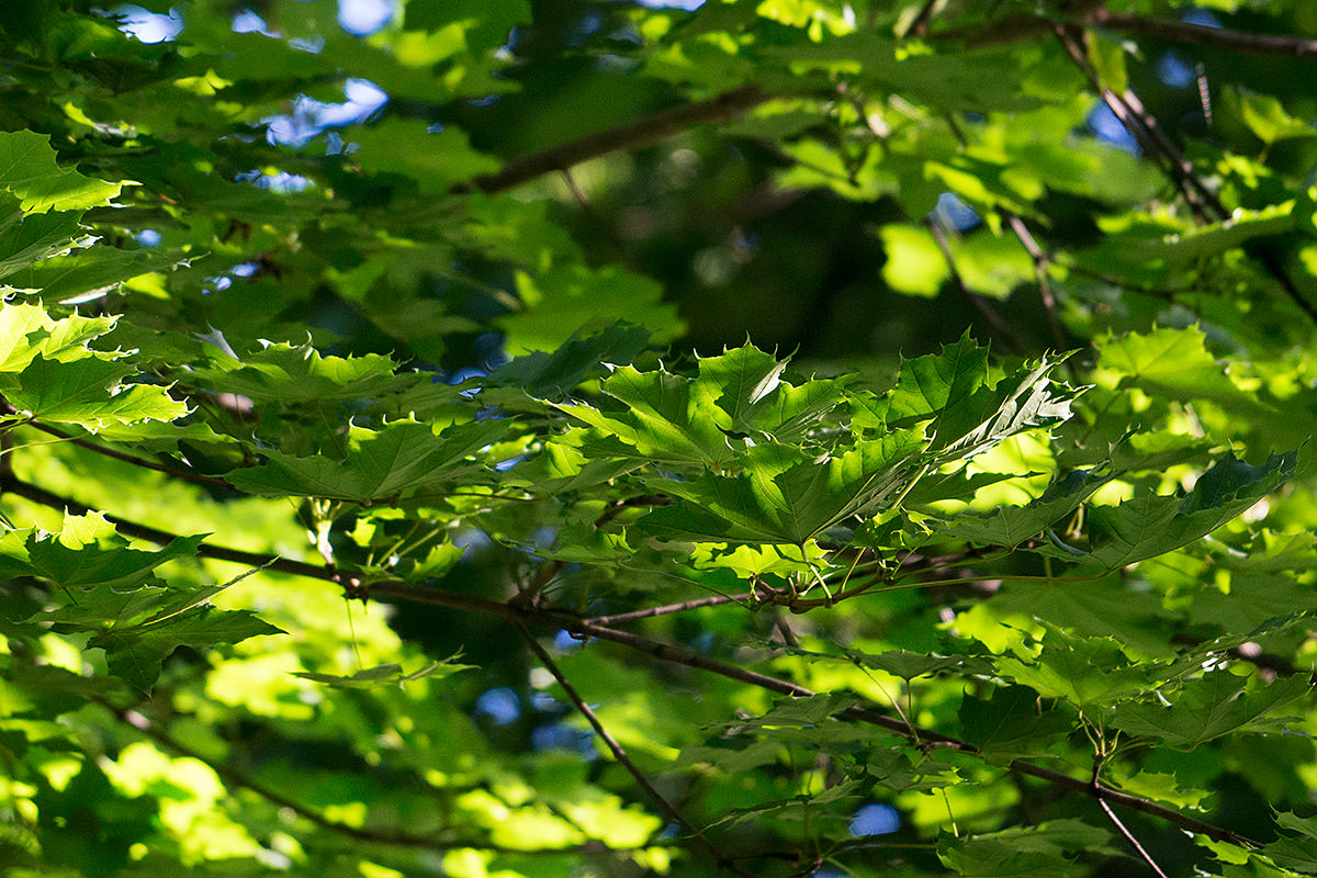 Sony FE 70-200 Lens Test: Mountains Closeup