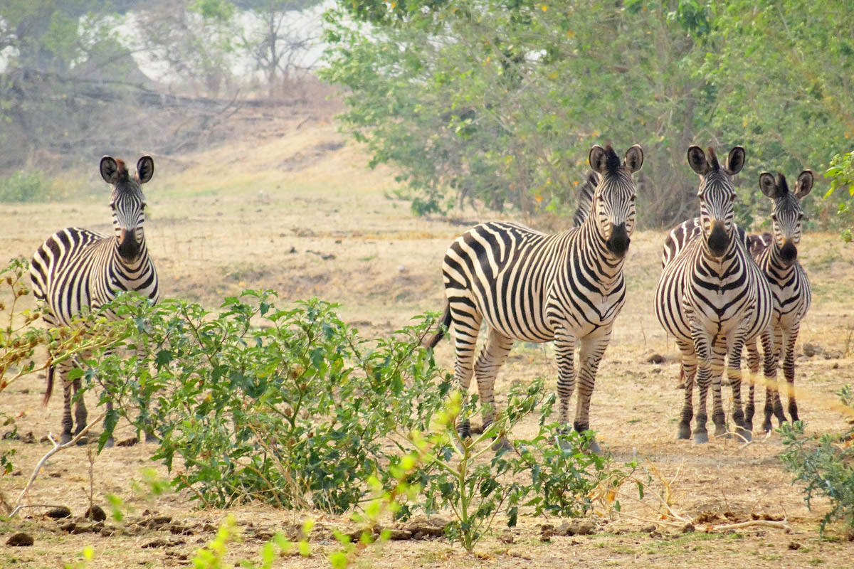 Mana Pools Zebra