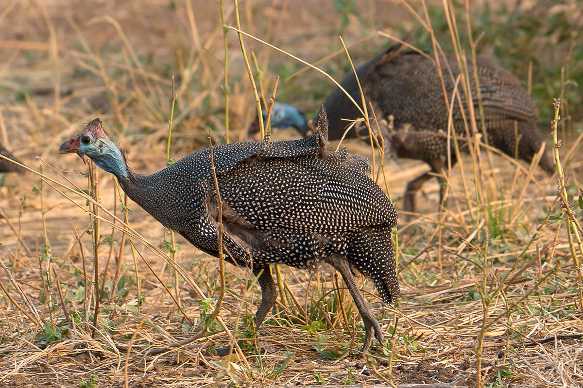 Helmeted Guineafowl