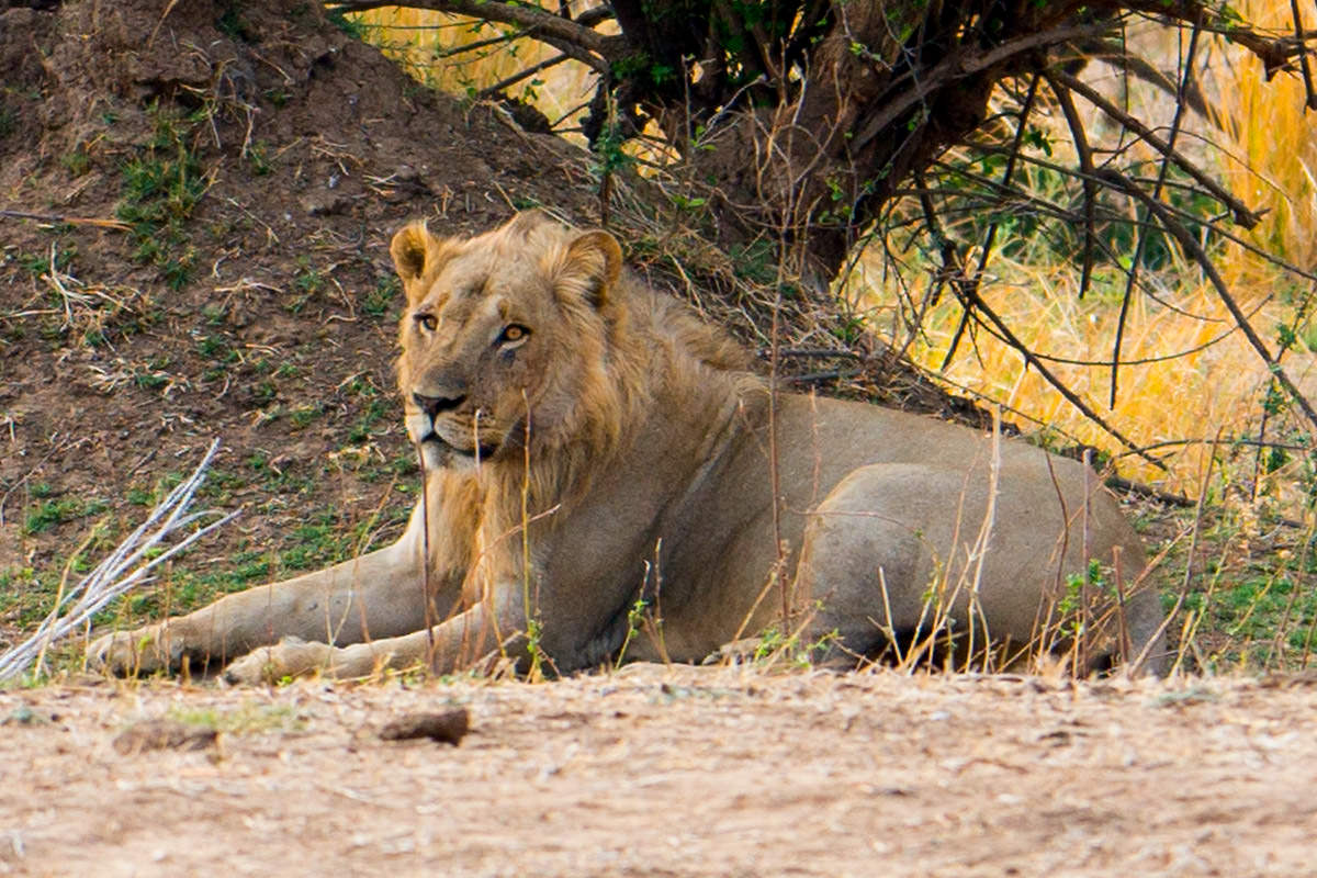 Lion in Zimbabwe