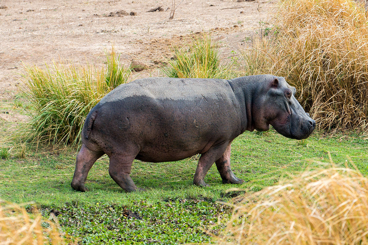 Hippo in Zimbabwe