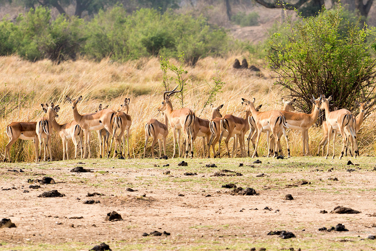 Impala in Zimbabwe