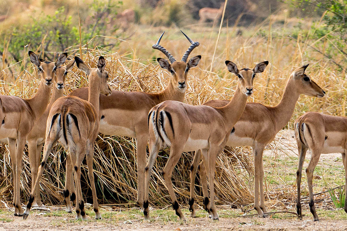 Impala in Zimbabwe