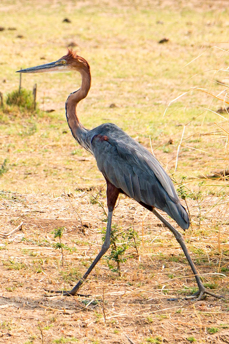 Spooky Crane