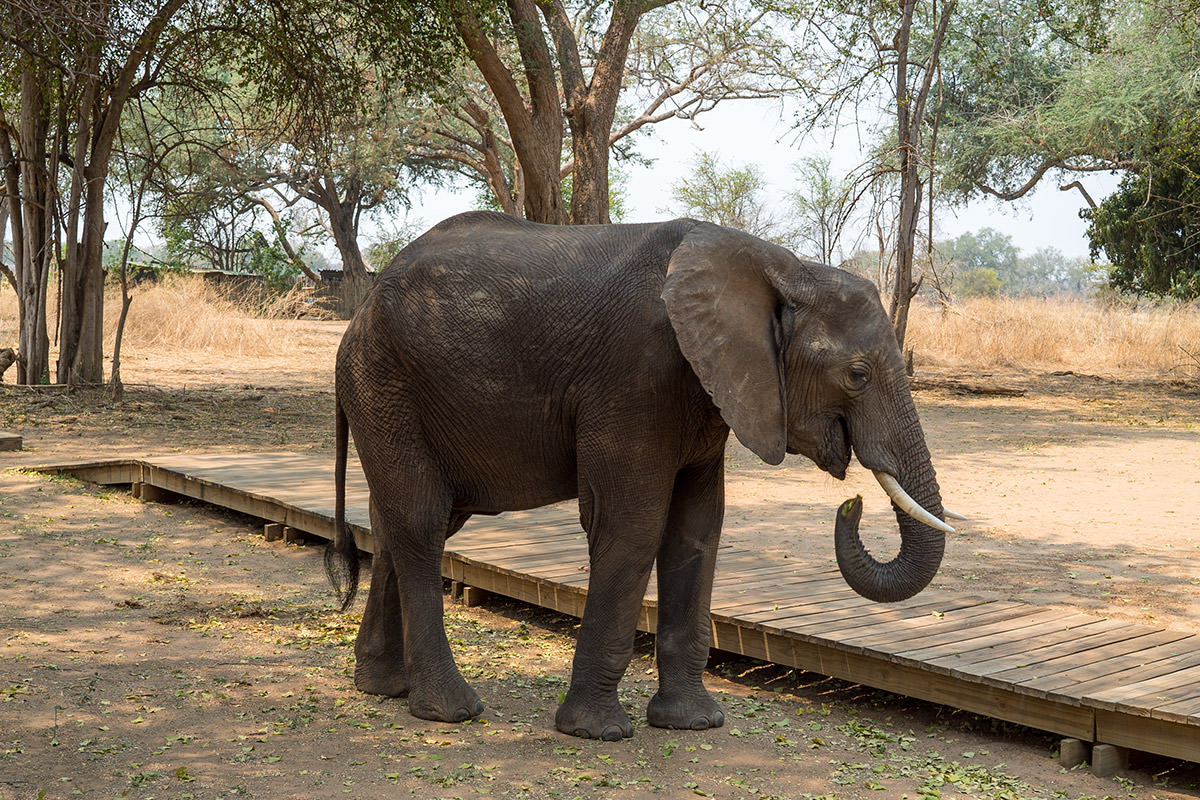 Elephant of Ruckomechi
