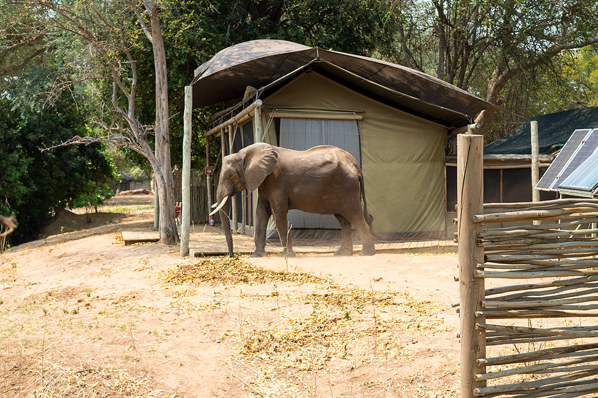 Elephant of Ruckomechi