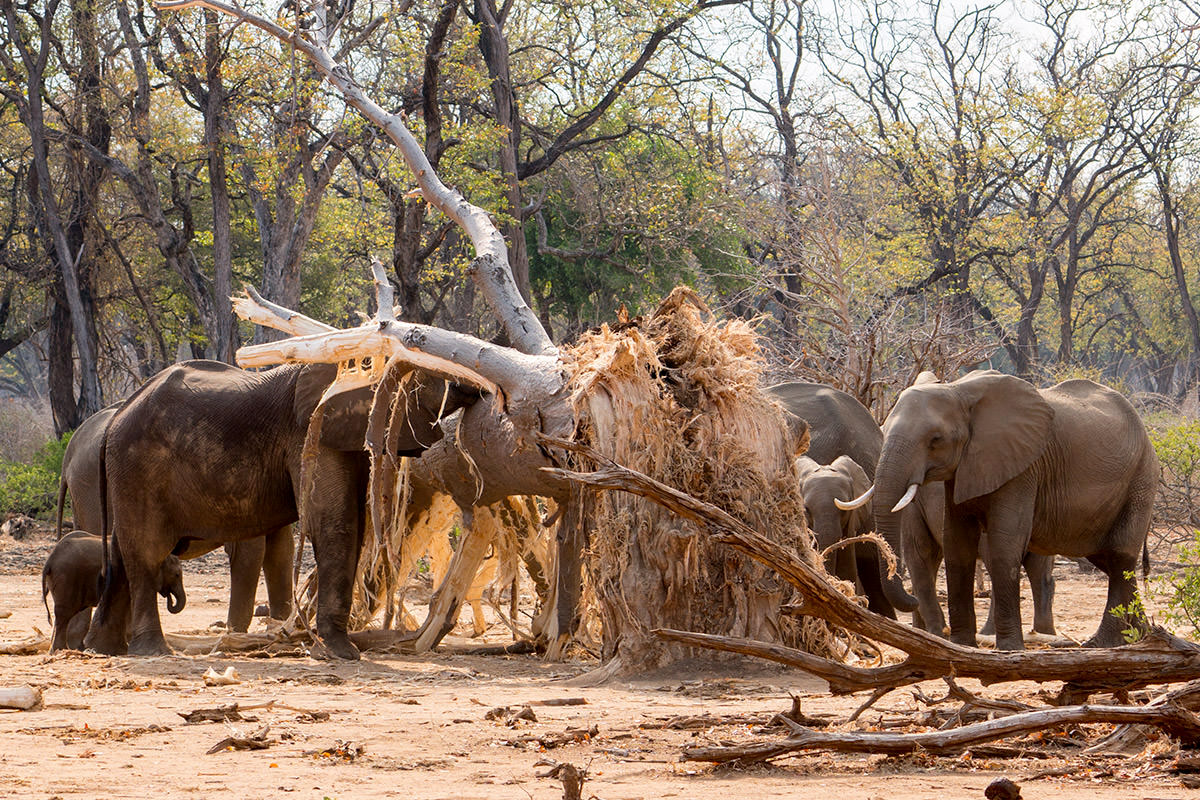 Elephants Destroy a Tree!