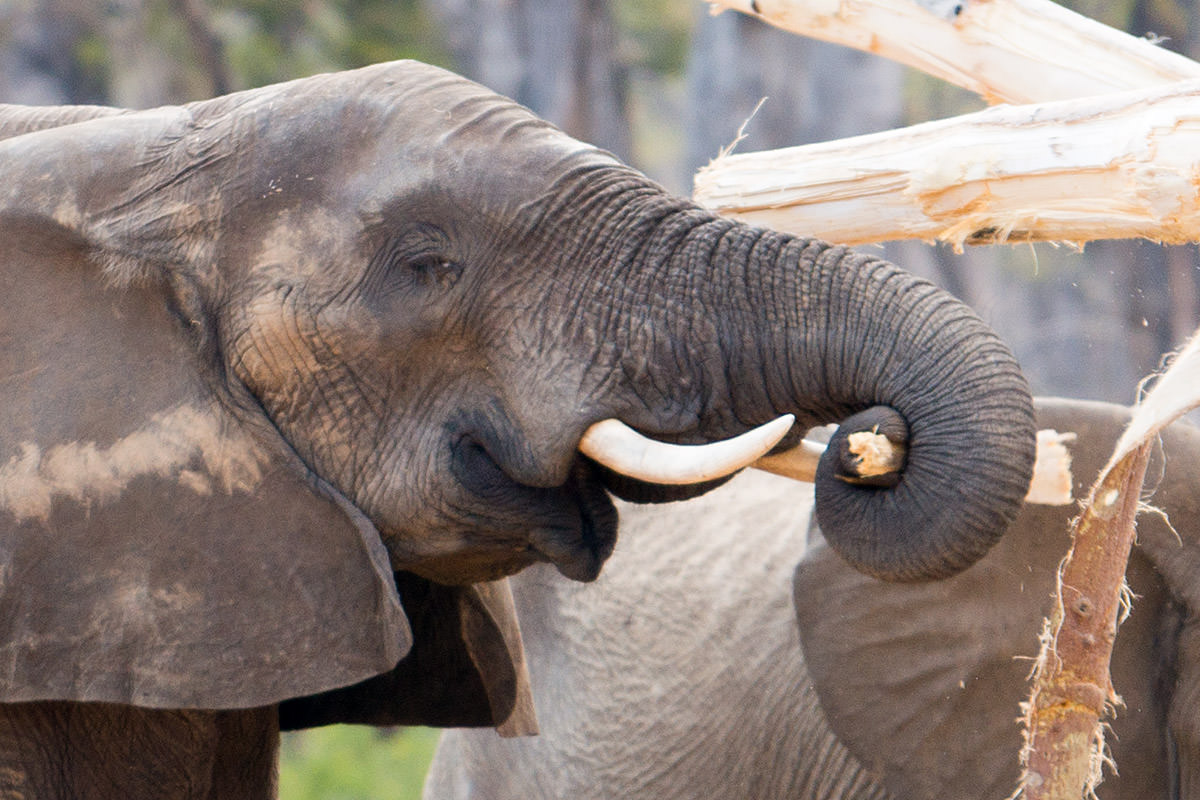 Elephants Destroy a Tree!