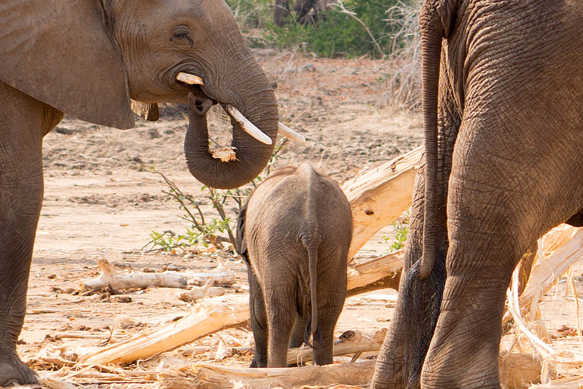 Elephants Destroy a Tree!