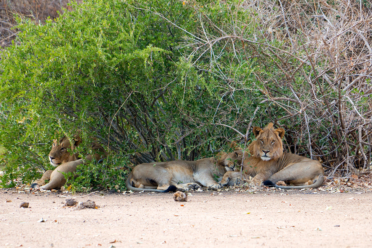 Lions in the Shade