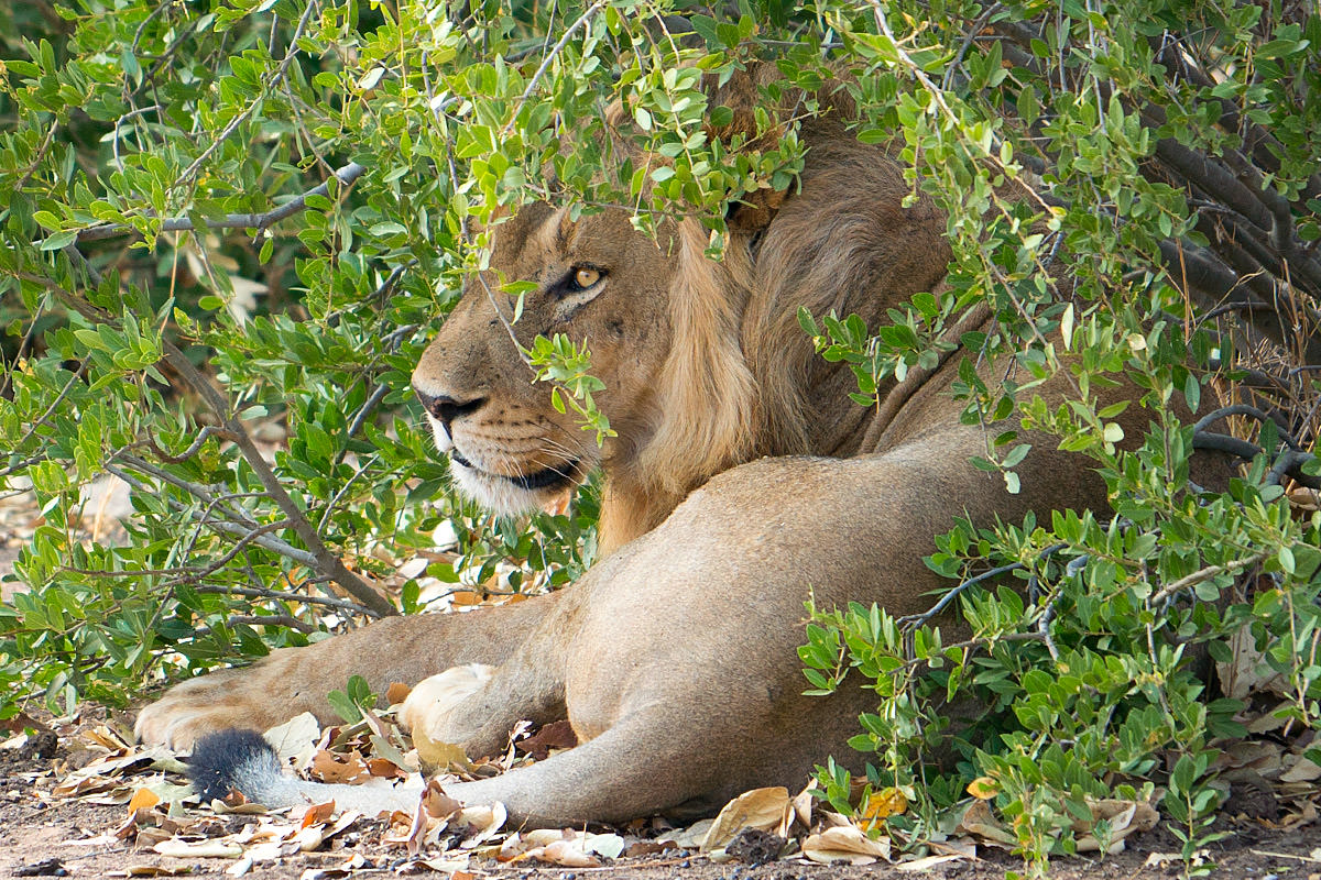 Lions in the Shade