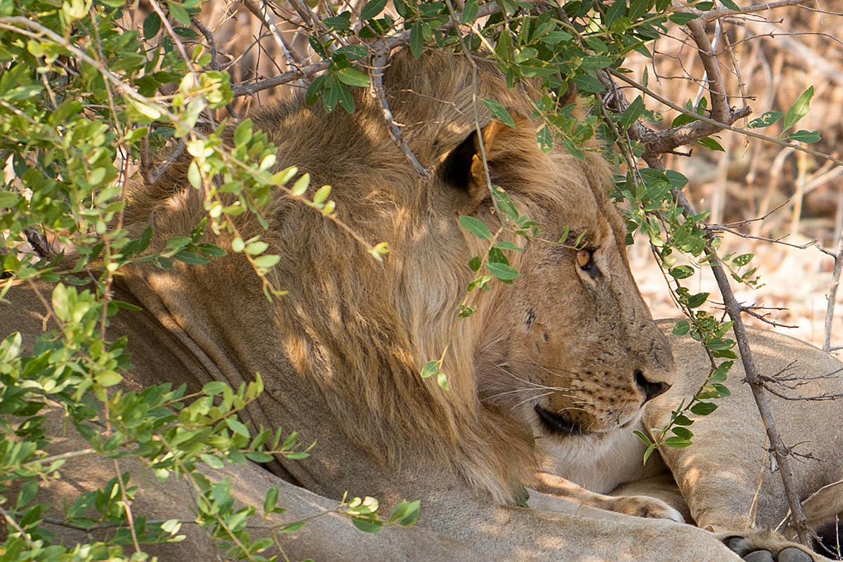 Lions in the Shade