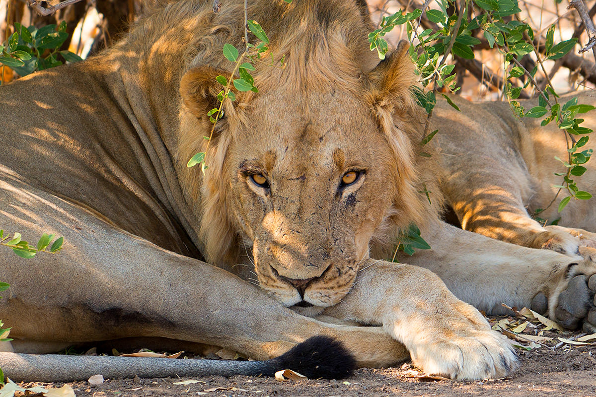 Lions in the Shade