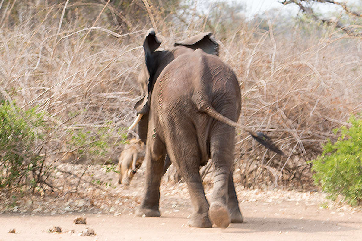 Elephant Chasing Lions!