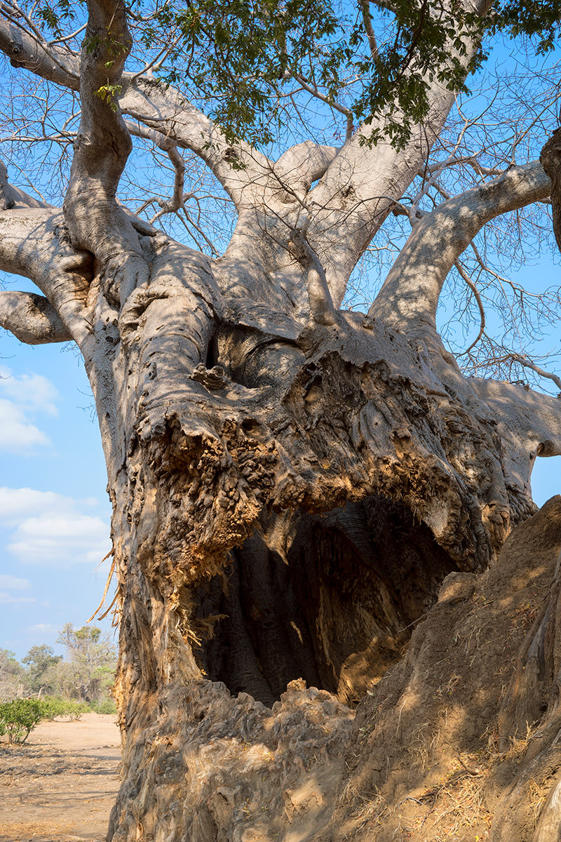 Lions in the Shade