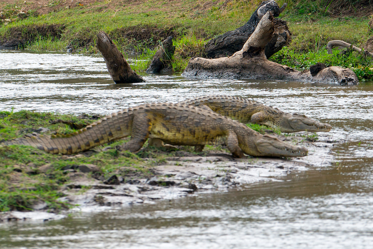 Crocodiles of Zimbabwe