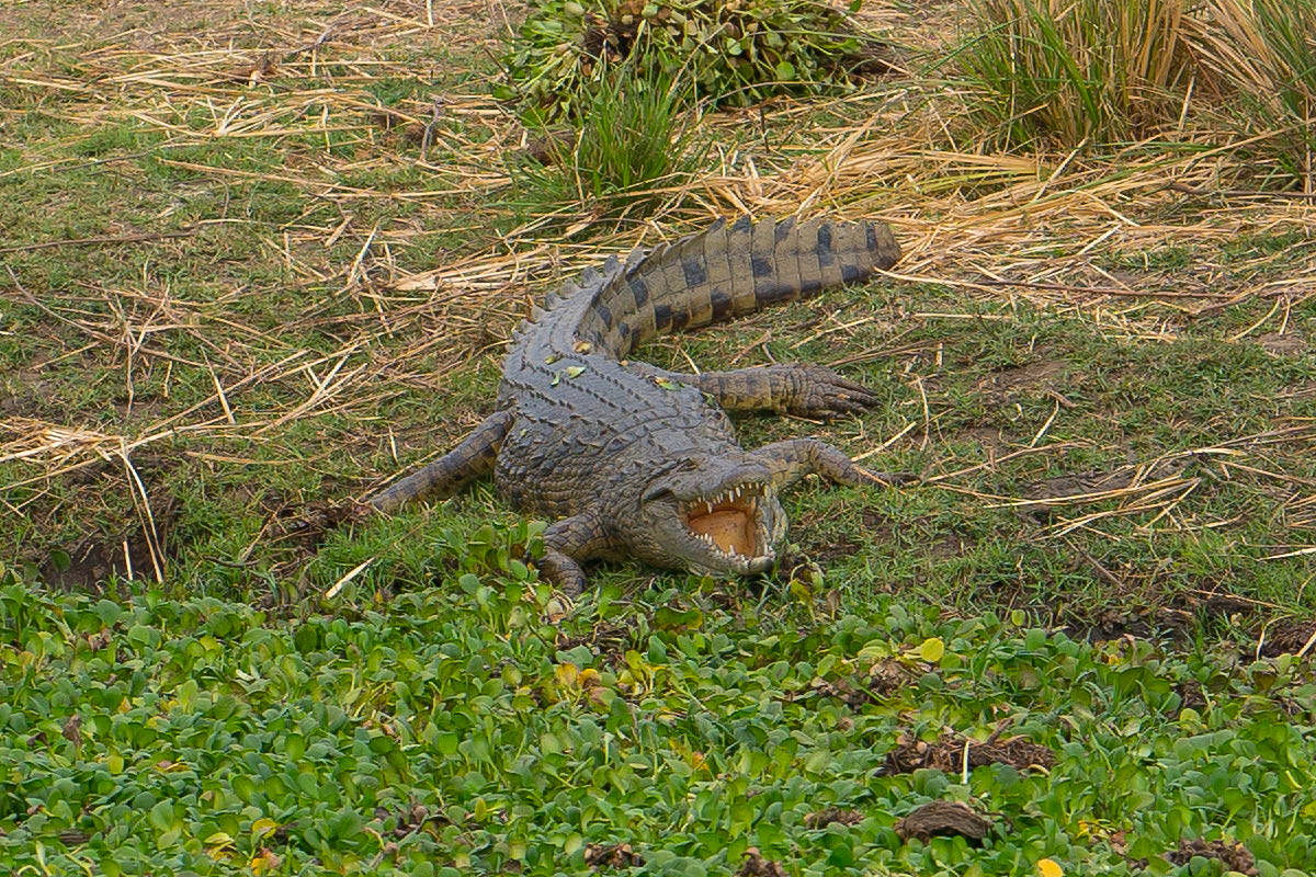 Crocodiles of Zimbabwe