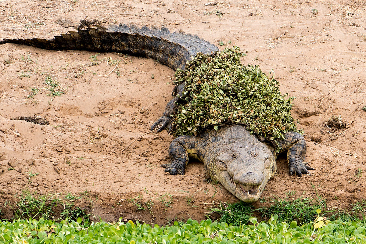 Crocodiles of Zimbabwe