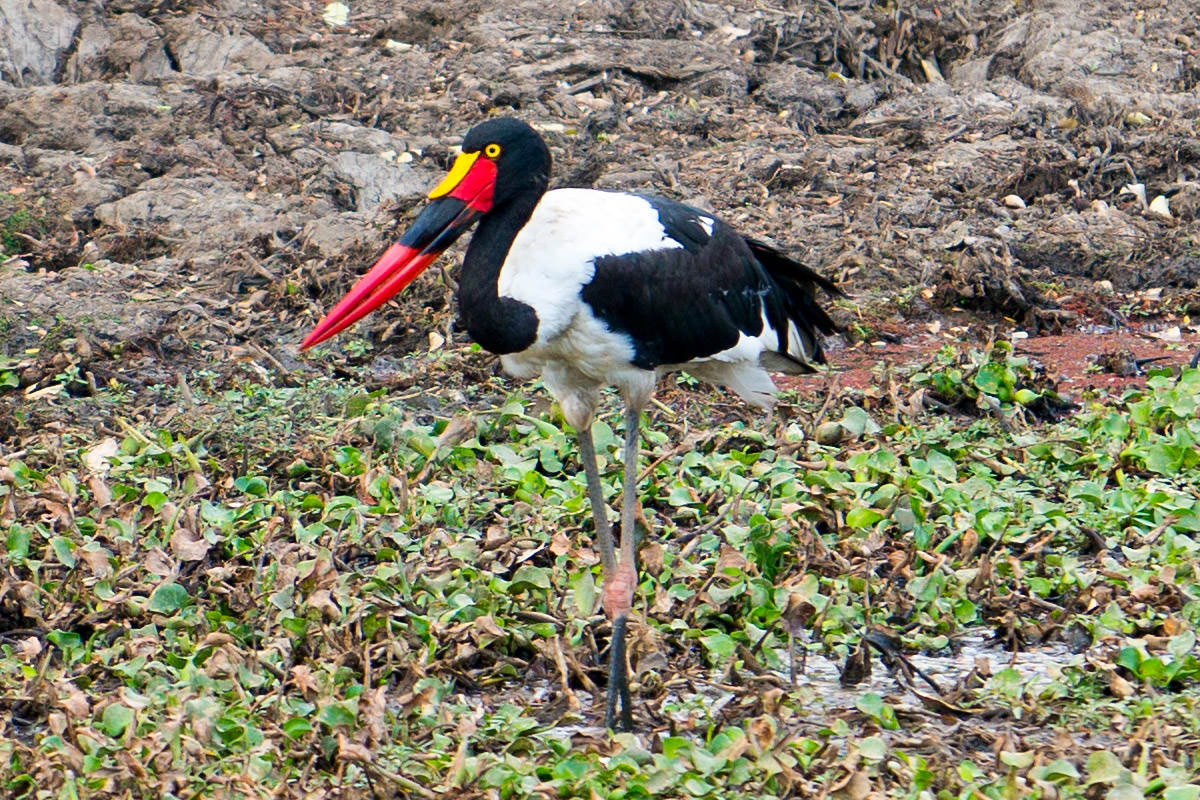 Bird in Zimbabwe