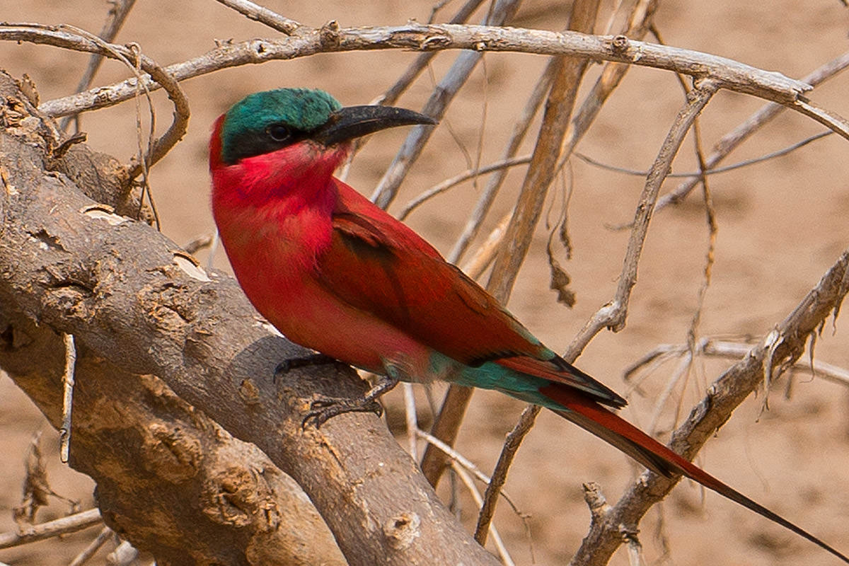 Carmine Bee-Eater in Zimbabwe