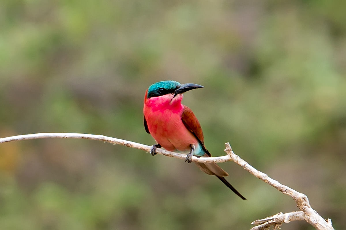 Carmine Bee-Eater in Zimbabwe