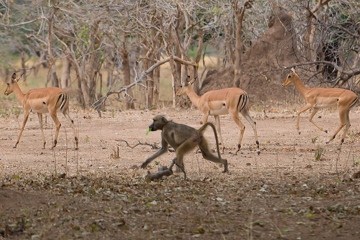 A Baboon Running with Impalas While Eating Leaves