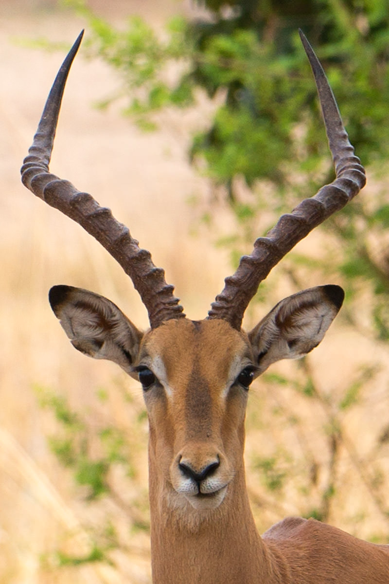 Impala Alpha Male