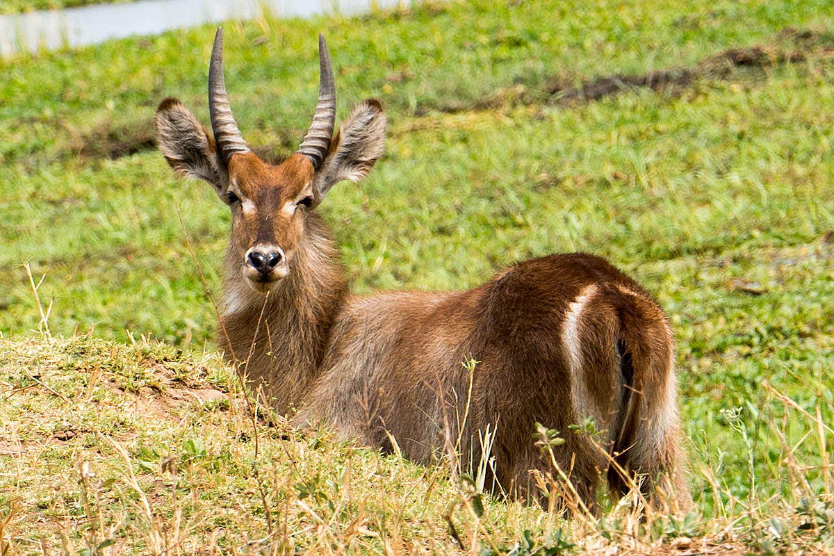 Impala Alpha Male